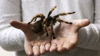 Крымские пауки большие