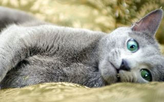 Кот породы русская голубая