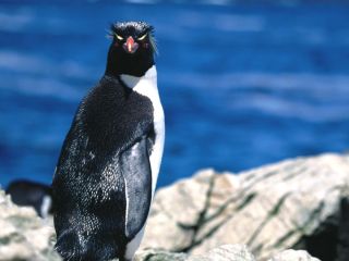 Пингвины настоящие