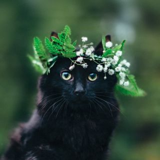 Орхидея черный кот