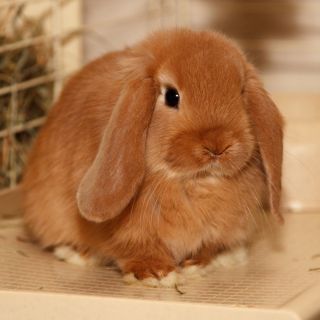 Вислоухий минилоп кролик