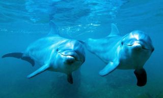Короткоголовые дельфины