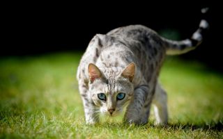 Британская серебристая кошка