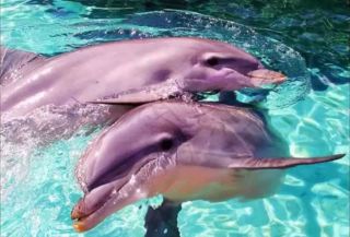 Пресноводные дельфины амазонки