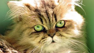 Коты с зелеными глазами