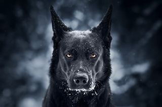 Черная высокая собака