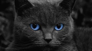 Черный кот с голубыми глазами порода