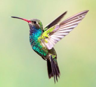 Маленькая птичка колибри