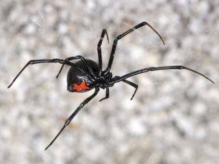 Ядовитые пауки тульской области