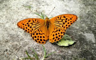 Капустная бабочка