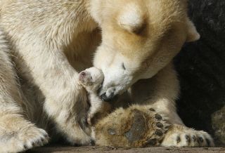Новорожденный белый медведь