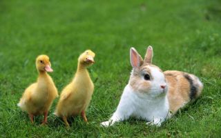 Кролик и цыпленок