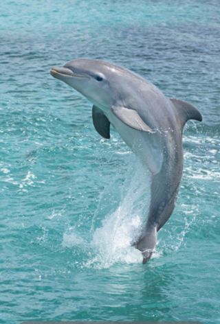 Цвет дельфин