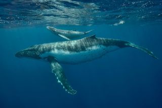 Сельдевый кит