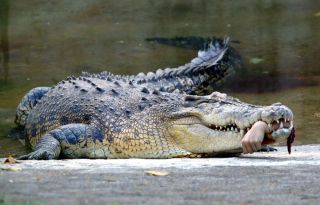 Крокодил нильский самый большой