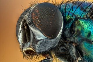 Сложные глаза у насекомых