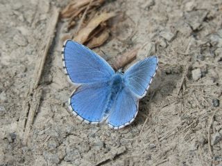 Бабочка голубая орденская лента