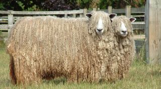 Карабахская порода овец