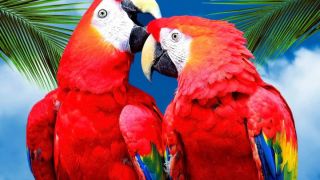 Самые красивые попугаи в мире