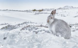 Цвет кролика зимой
