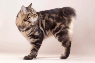 Камчатский бобтейл кошка