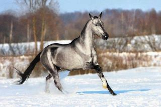 Тавдинская лошадь