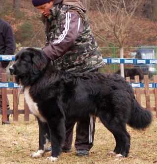 Овчарка румынская черная