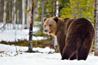 Бурый медведь зимой