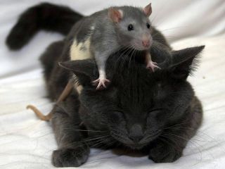 Мышонок и кошка