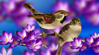 Весенние певчие птицы
