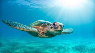 Океанская черепаха