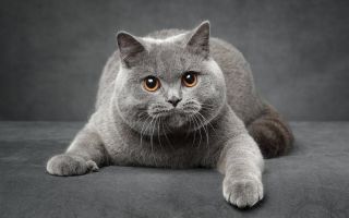 Британская короткошерстная кошка окрасы