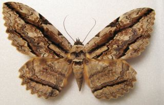 Бабочка бразильская совка агриппа