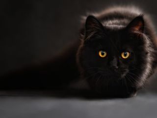 Черный кот с большими глазами