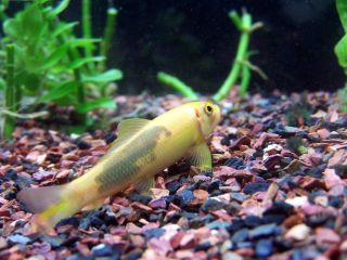 Рыбка гиринохейлус
