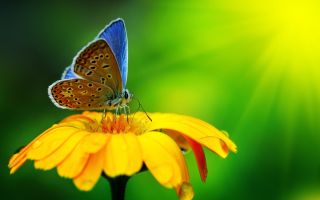Бабочки красота