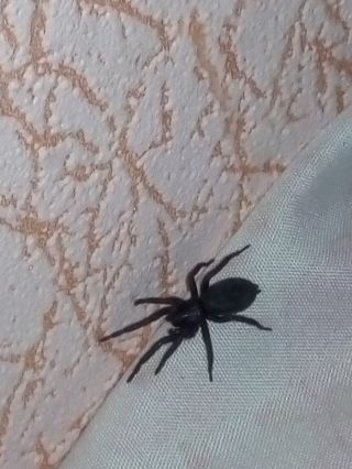 Большой черный паук дома