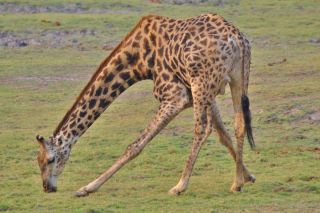 Ноги жирафа