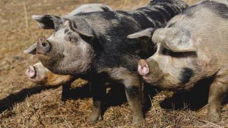 Мясные породы свиней в россии