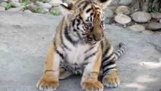 Новорожденный тигренок