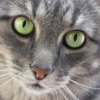 Кошки с зелеными глазами порода