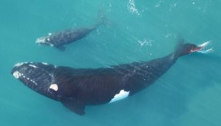 Карликовый гладкий кит