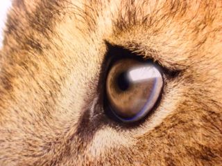 Цвет глаз у льва