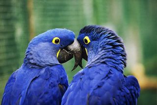 Синие ары попугаи