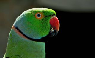 Зеленые попугаи порода