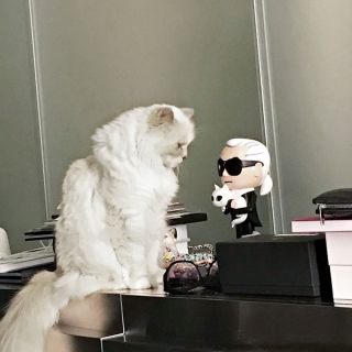 Карл лагерфельд с котом