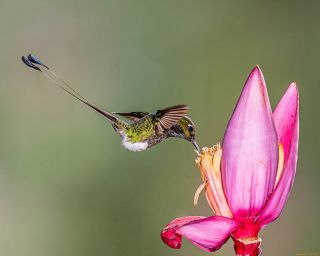 Мотылек колибри