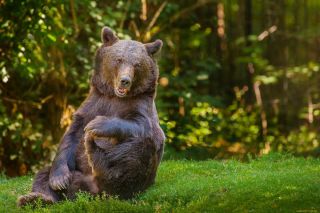 Лесной медведь