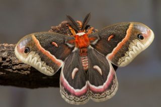 Бабочка орлиный глаз