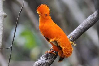 Птица с оранжевым оперением